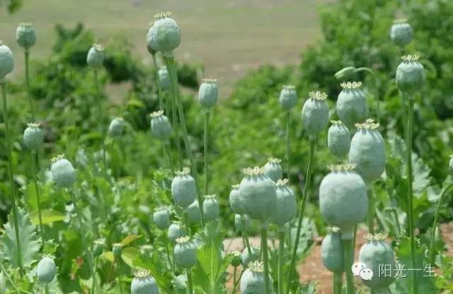 10个月未吸毒毛发检测得出来吗,吸毒检测可以检测多久