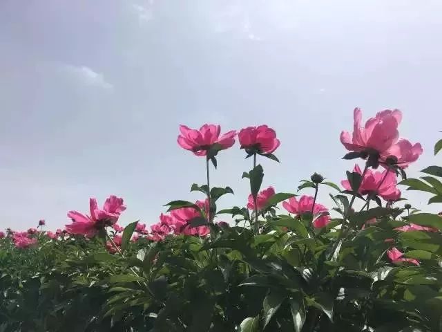 孟津周边一日游的绝佳去处,孟津秋季游必去的地方