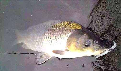 钓鱼加蒜水真能避免小鱼闹窝吗,钓鱼时大蒜能诱鱼吗