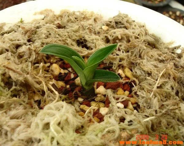 矮种必备的七个条件