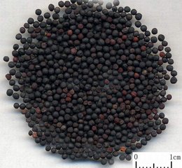 100个好听到爆的中药名,补肾常用中药100名和图片