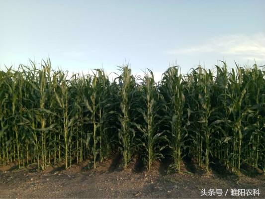 玉米未来的市场前景如何,当前玉米品种最好的是哪个