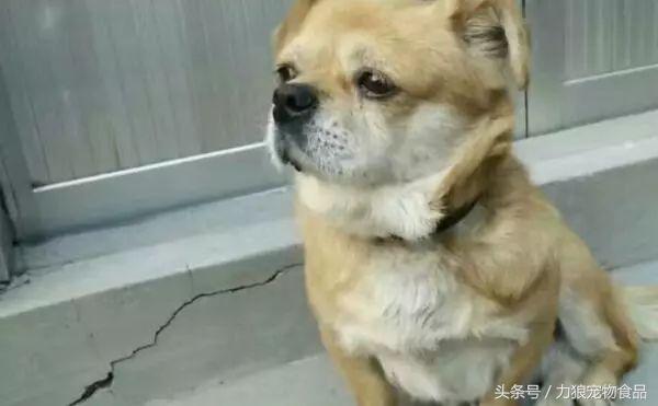 狗狗跑到床上尿尿该惩罚吗,狗狗为啥突然开始在主人床上尿泡