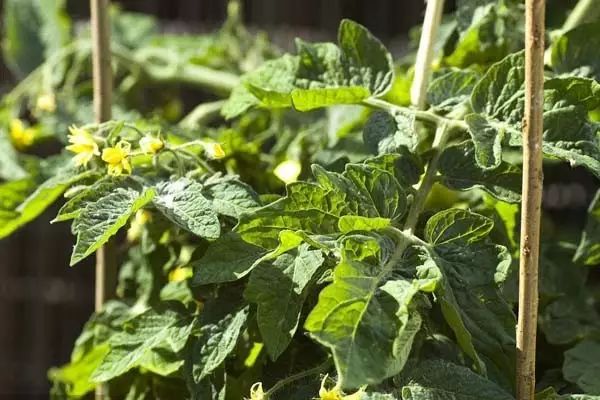 都叫芸苔素内酯，为什么差别那么大？应该正确认识！