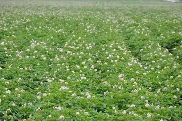 都叫芸苔素内酯，为什么差别那么大？应该正确认识！