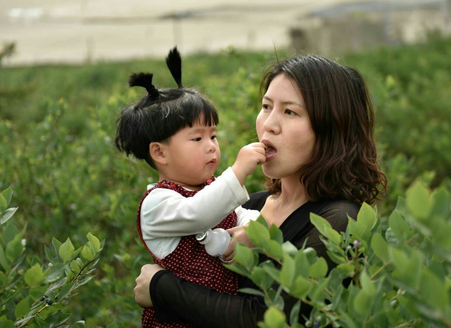 蓝莓是著名的什么果,蓝莓特色产品简介