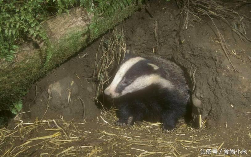 五大“牢底坐穿兽”谁见过三个我吃翔！专家：看到它们赶紧跑！