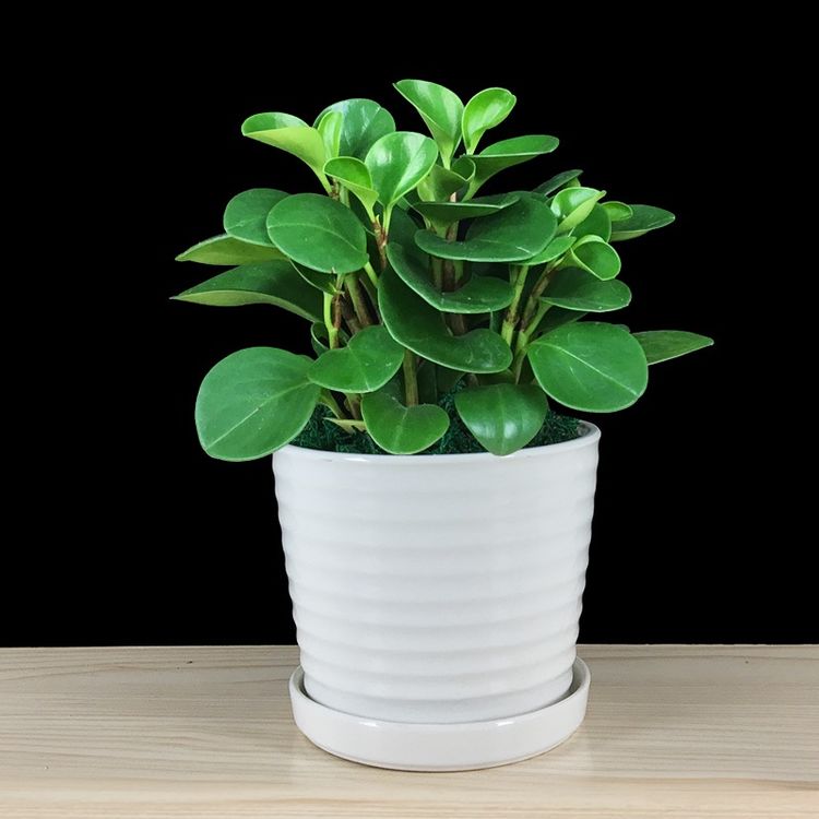 什么盆栽甲醛少好养的,养不死的小盆栽净化空气