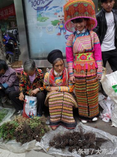 神奇的“黑根”,德昌端午节寻常百姓家药膳必备