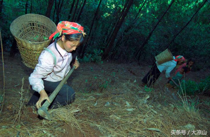 神奇的“黑根”,德昌端午节寻常百姓家药膳必备