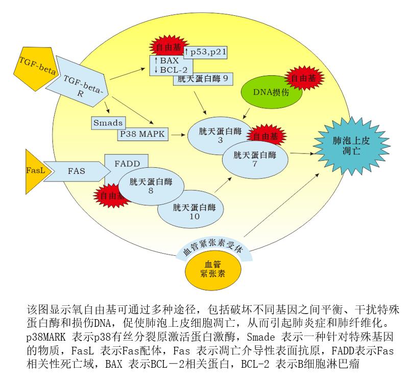 《癌症康复》每日谈｜氢分子与健康的故事（5）：氢气“护”肺