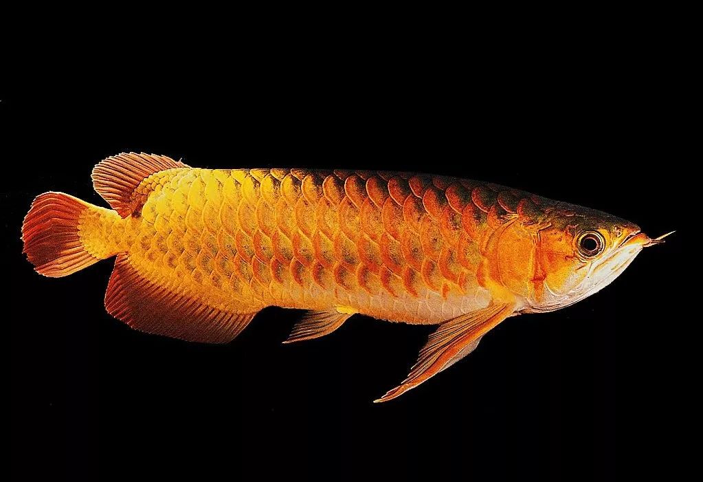 盘点一下，在龙鱼繁殖上踩过的坑