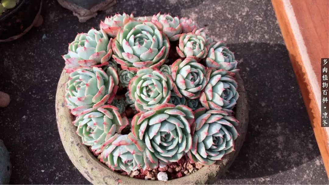 一入装修深似海从此钱包是路人,一入花坑深似海从此钱包成路人