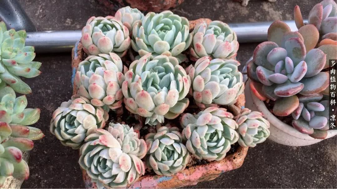 一入装修深似海从此钱包是路人,一入花坑深似海从此钱包成路人