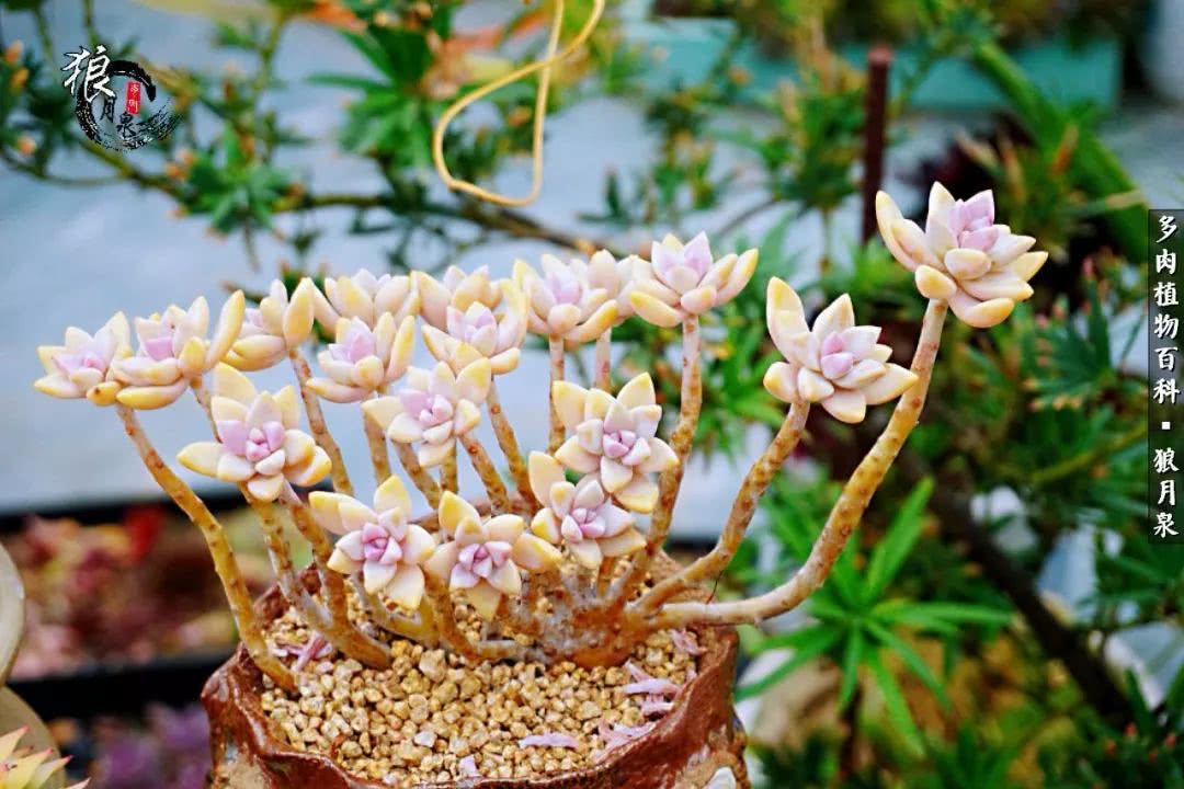 多肉度夏的前期准备,多肉度夏前杀菌