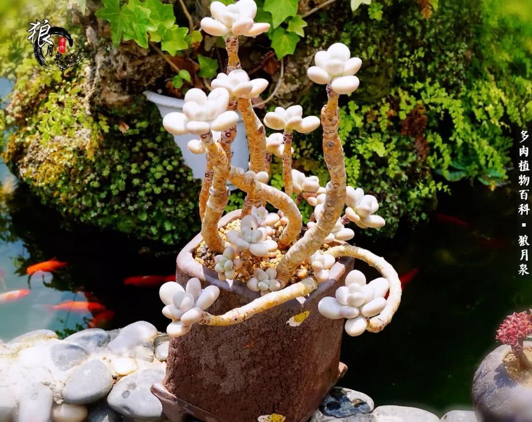 多肉度夏的前期准备,多肉度夏前杀菌