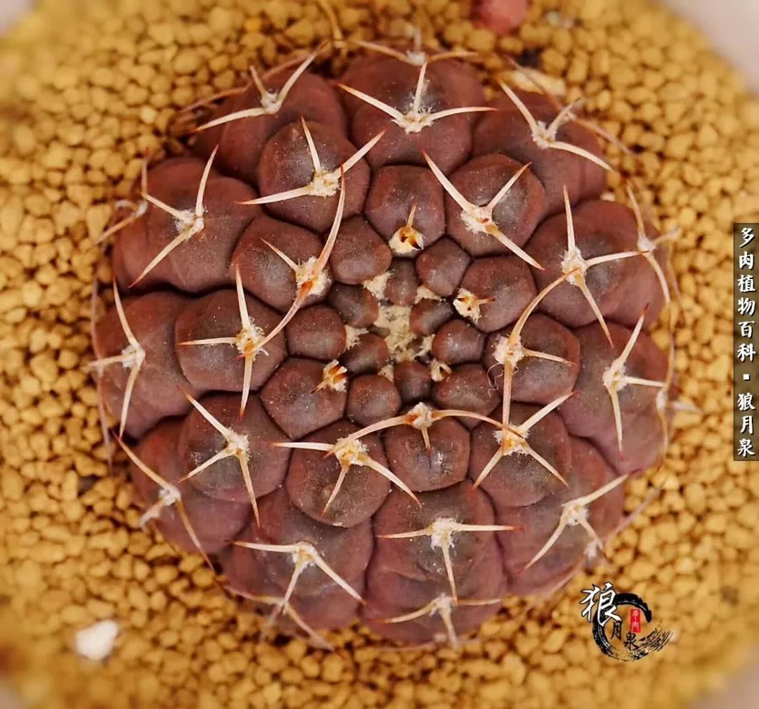 多肉度夏的前期准备,多肉度夏前杀菌