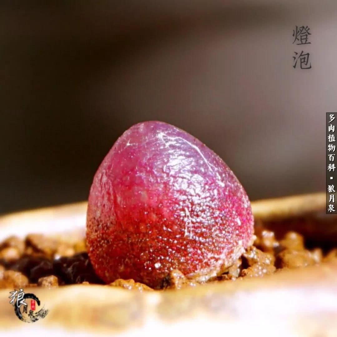 多肉度夏的前期准备,多肉度夏前杀菌