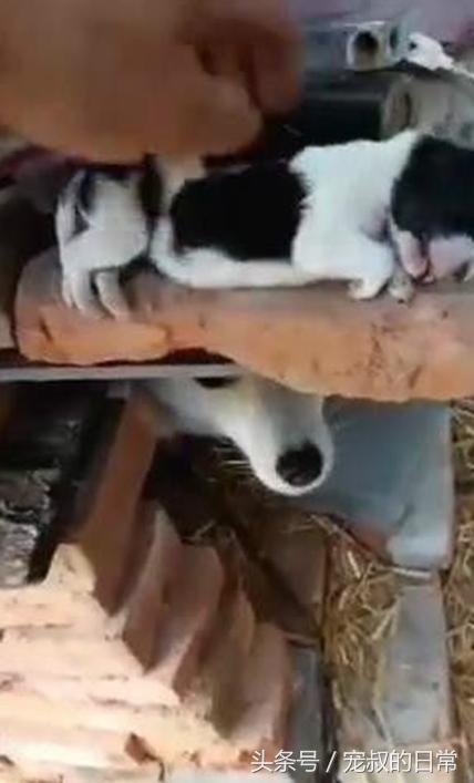 狗妈妈难产幼崽死掉,狗妈妈难产去世救下狗崽