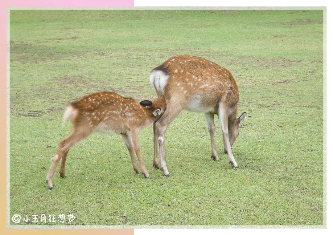 靠谱的日本代购推荐,如何寻找靠谱日本代购