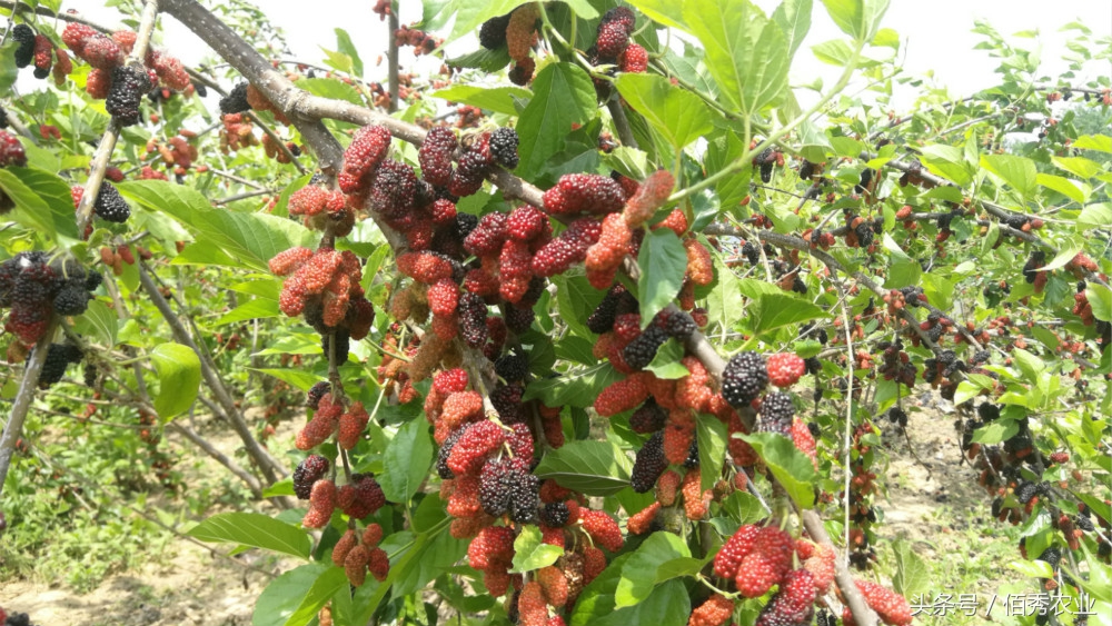 人工种植野生桑葚,野生桑葚树图