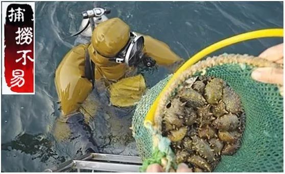 海参价格便宜的猫腻,海参市场的真实现状
