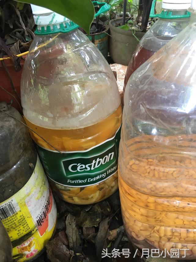 老妈给茉莉喝这个，叶子绿油油，花开多又香