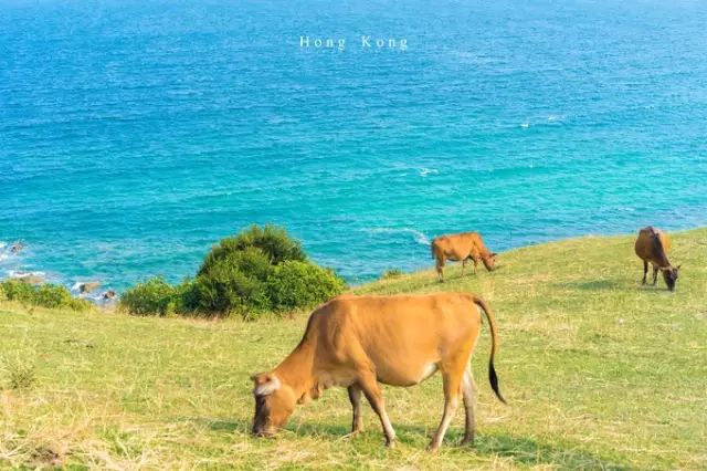 史上最强！2018香港56个景区全攻略，够用一整年！（含免费景区）