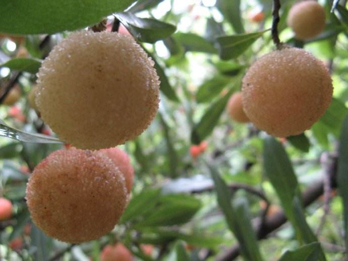 苏北杨梅的种植技术,福建种植杨梅技术