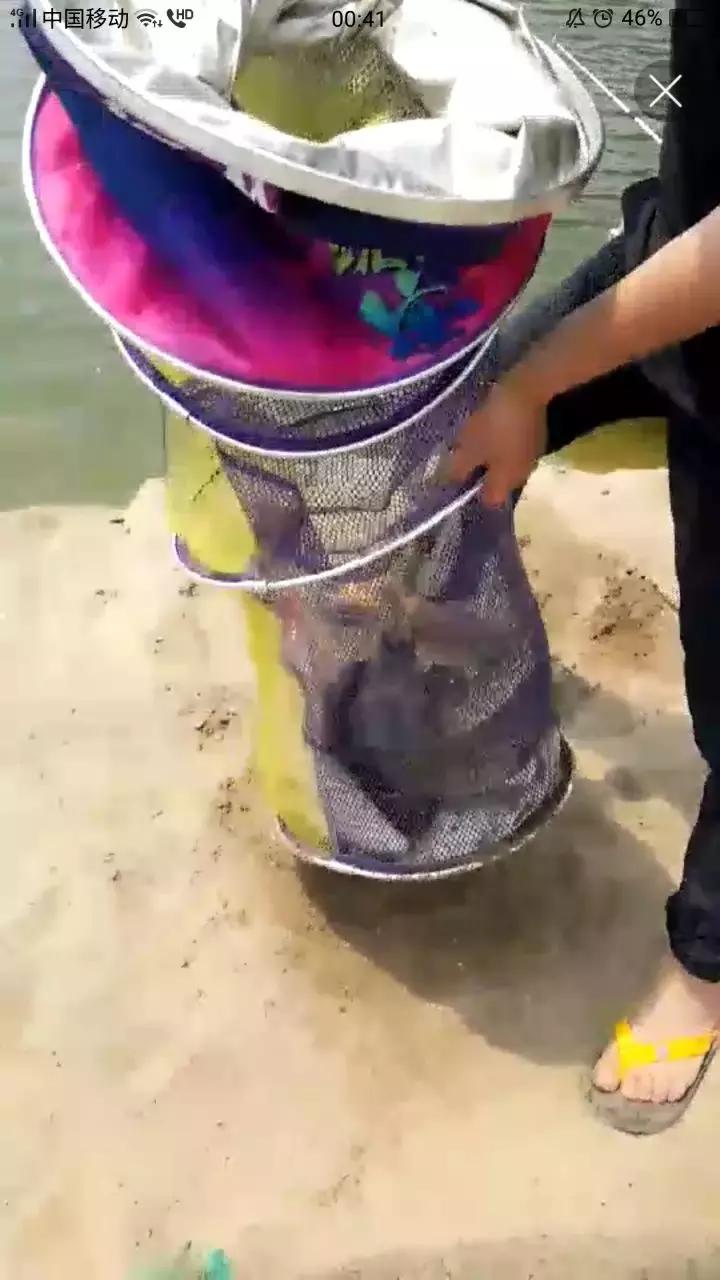 龙纹鲤大鲫大鲤测评,化氏龙纹鲤四代8米1的钓竿多少钱