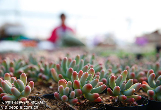 多肉植物有毒如何发现,这些植物有毒你记住了吗