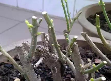 木本植物什么月份修剪最好,红背桂这种植物该如何给它修剪