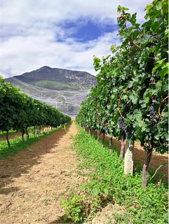 美酒美景文化传播有限公司,美酒美景完美的结合