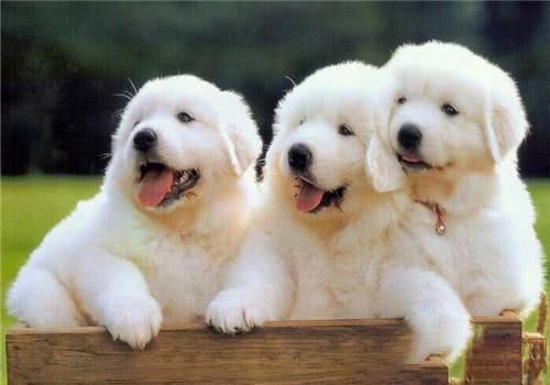 家里养一只大白熊犬是什么感觉,养大白熊犬