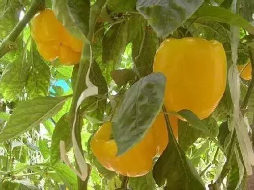 海南共享农庄批几个村庄,海南2019年首批共享农庄