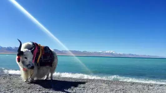 装修时疯狂刷图逛论坛，能找到灵感吗？