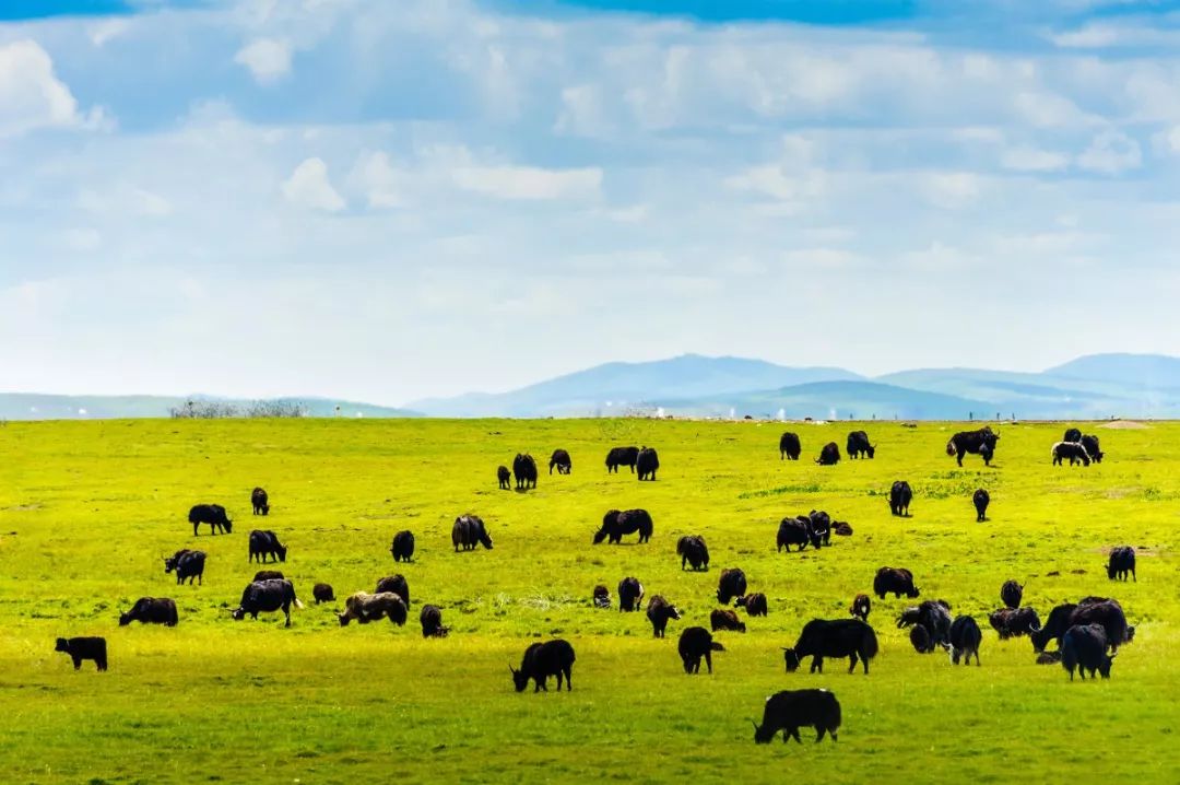 连绵的群山、广袤的草原、蜿蜒的河流……它就是独一无二的若尔盖