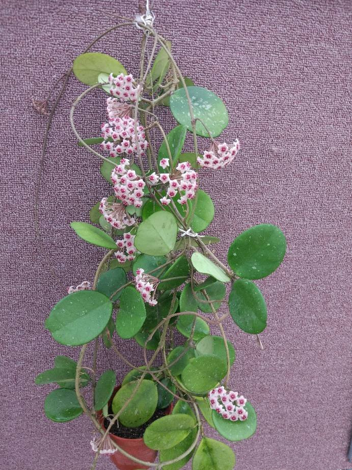 哪种球兰最容易开花最好养,球兰香气四溢