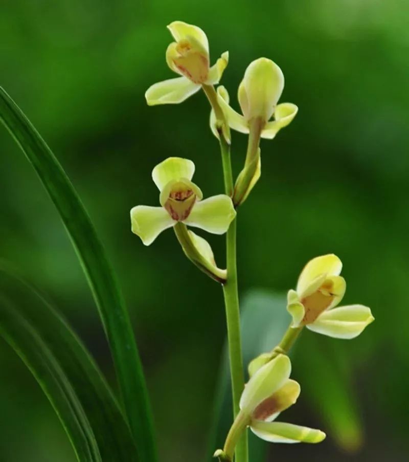 中华水仙-建兰四季兰新名品