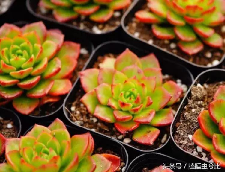 颗粒土和营养土哪个养多肉好,养多肉用什么土和什么肥料