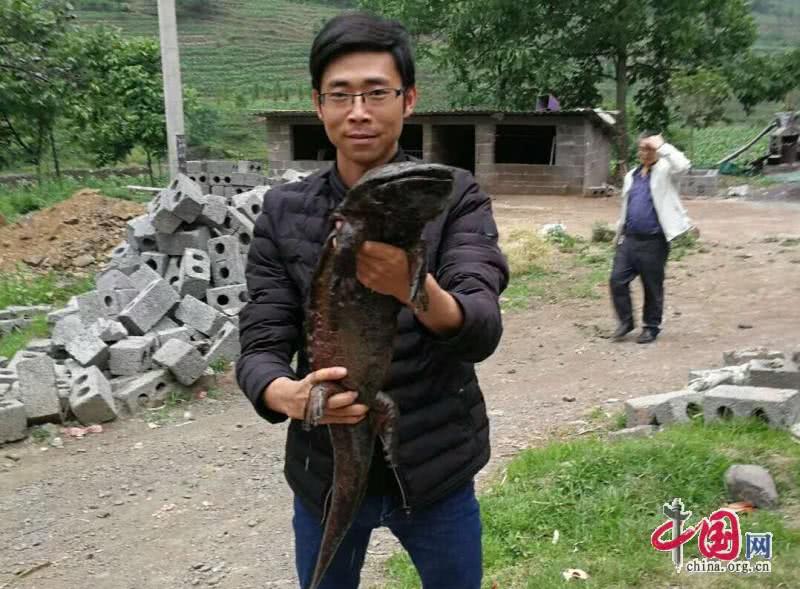 村民发现特大娃娃鱼图片,贵州一村民秧田发现野生娃娃鱼