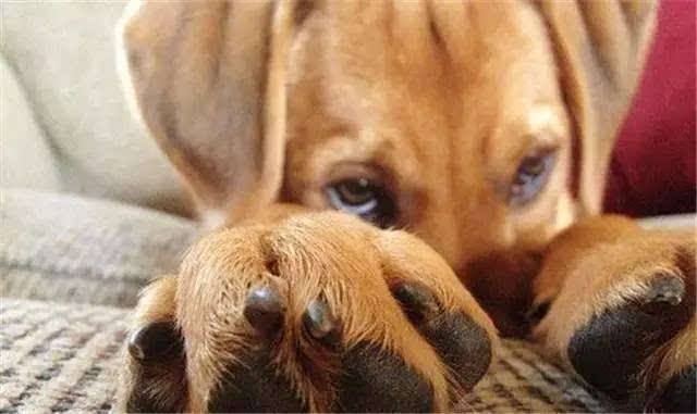 狗狗犯错怎么办教你如何正确训狗,狗狗不听话惩罚狗狗5个小办法