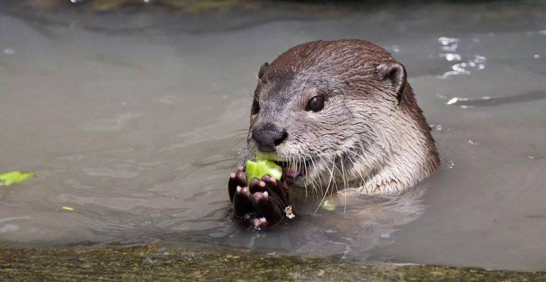 婆罗洲最神奇的探秘之旅,婆罗洲雨林探险