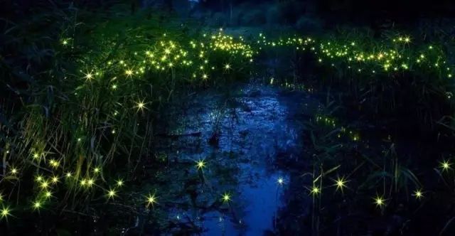 婆罗洲最神奇的探秘之旅,婆罗洲雨林探险