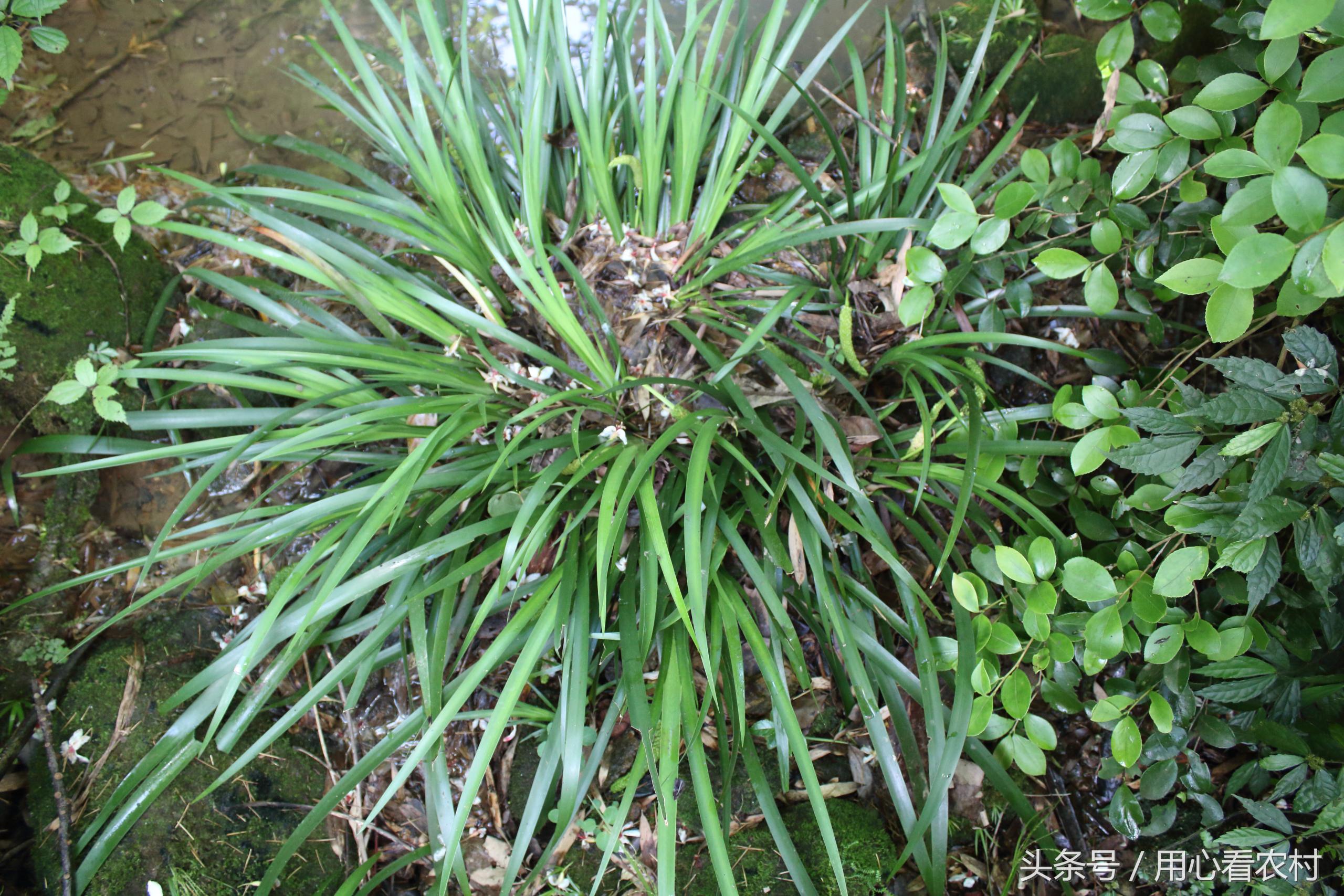 农村最常用的中草药价格,农村的各种草药及其市场价格