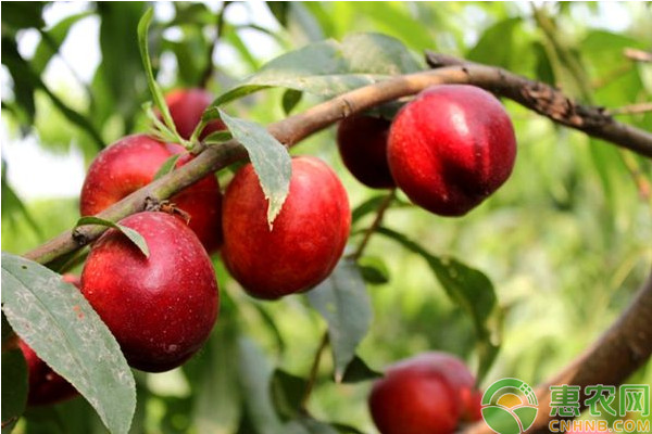 今日油桃价格多少钱一斤,大量油桃价格多少钱一斤