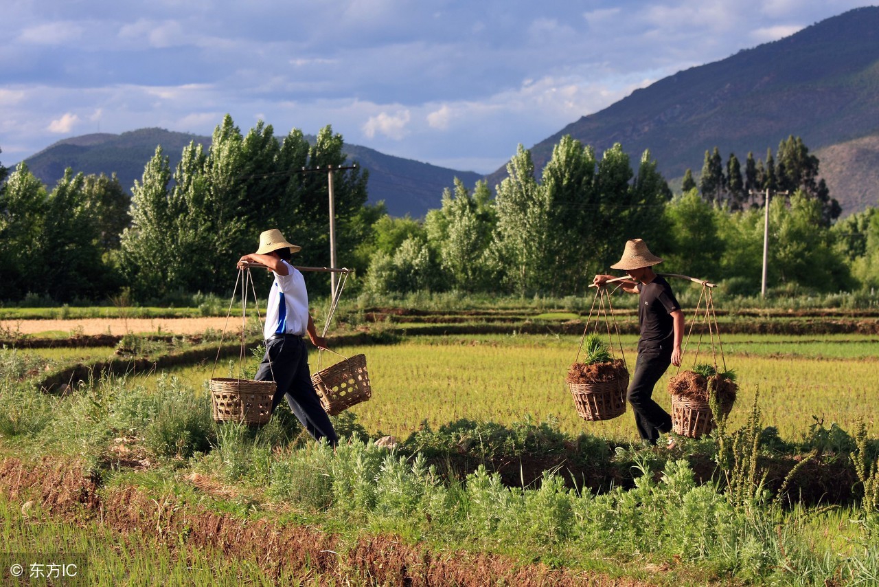 干枯的河挖出黄鳝还敢咬人,秧田掉黄鳝
