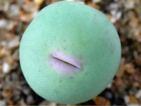 鬼吹灯最可怕的花,鬼吹灯最震撼的花