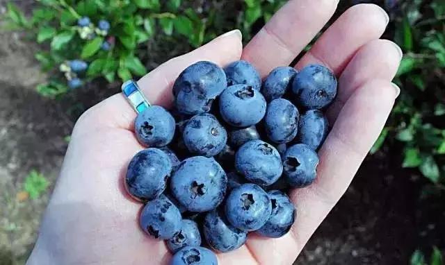 最新蓝莓采摘,蓝莓基地怎么采摘蓝莓