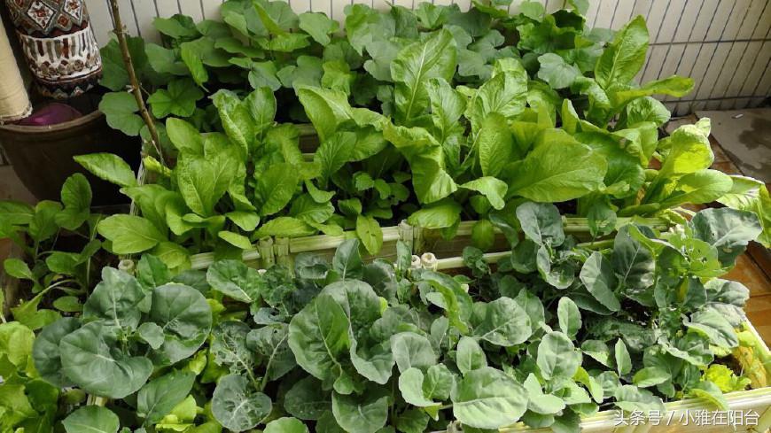 10种阳台菜种植方法,8个阳台种菜的小诀窍